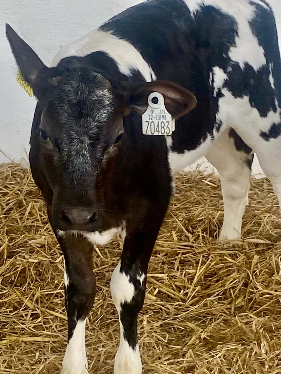 2 SERIOUS BLUE HEIFER CALVES - Image 1