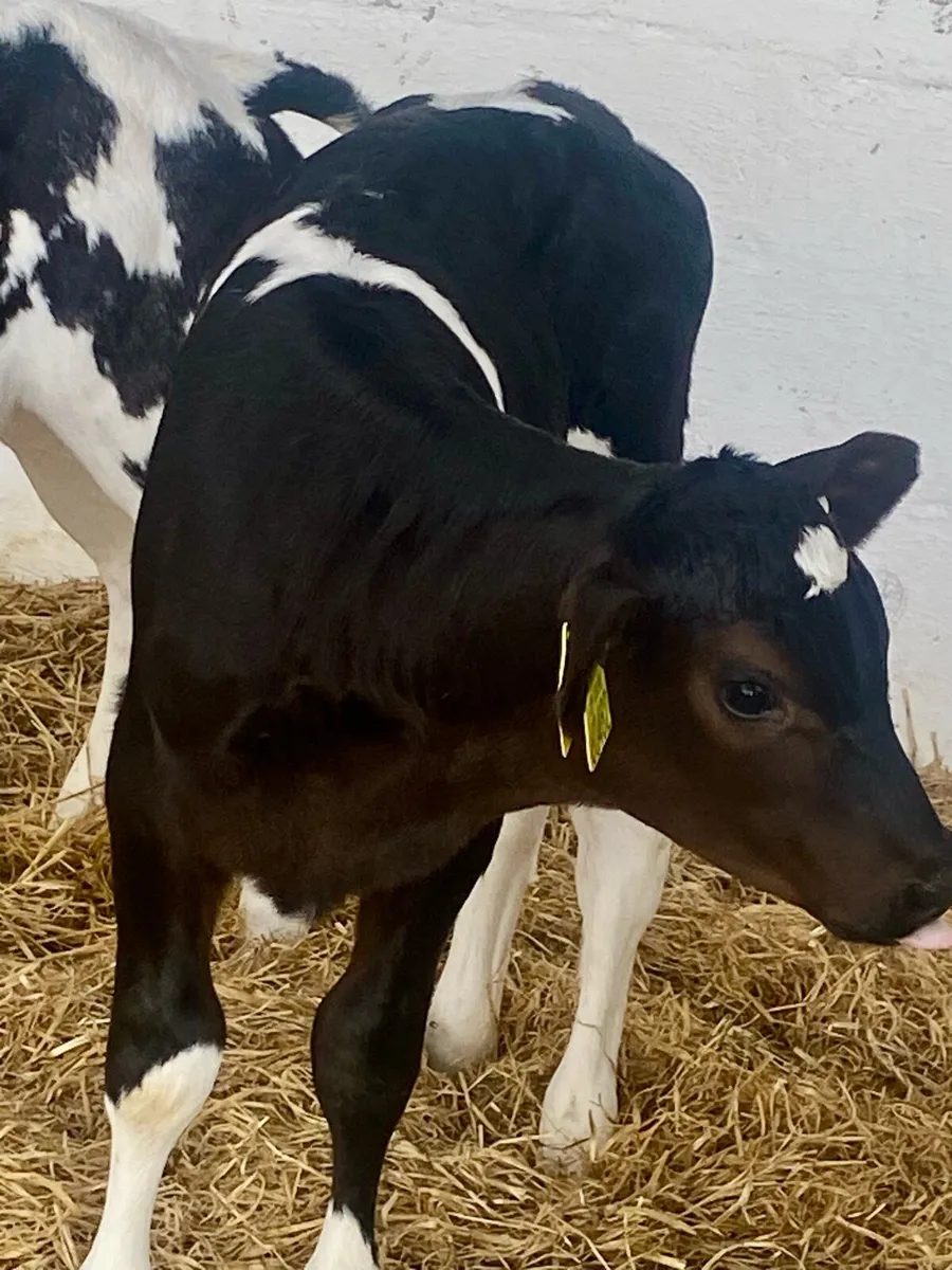 2 SERIOUS BLUE HEIFER CALVES - Image 2
