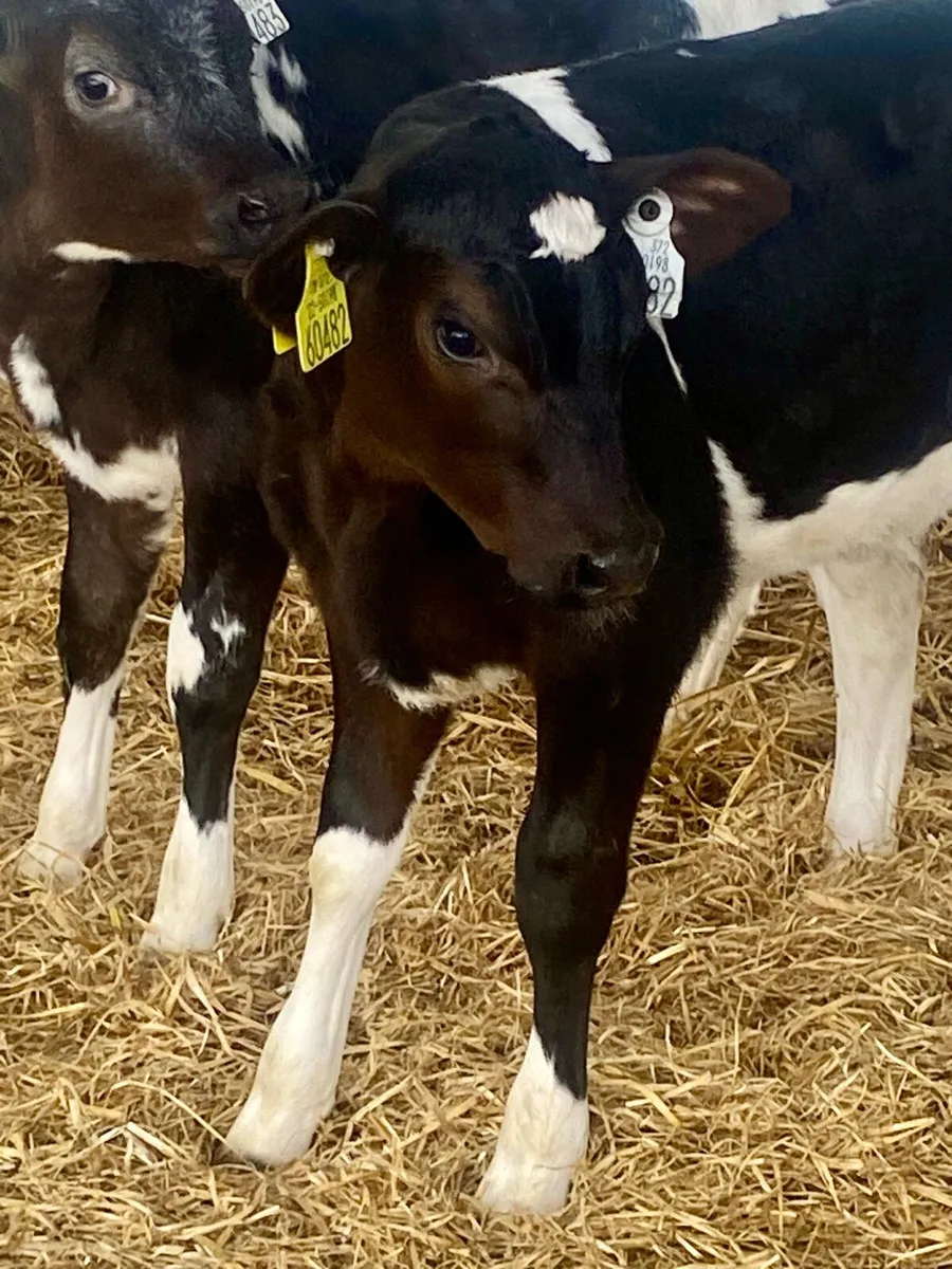 2 SERIOUS BLUE HEIFER CALVES - Image 3