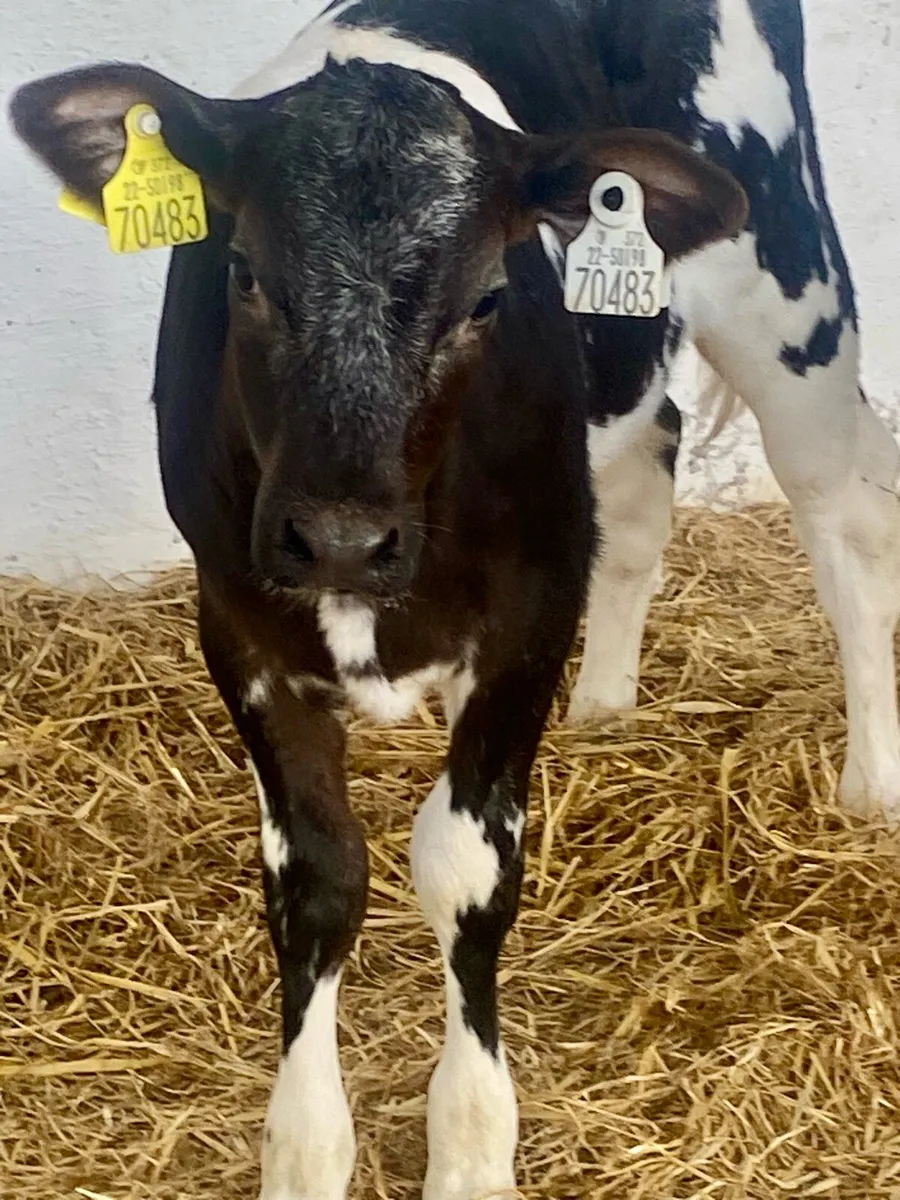 2 SERIOUS BLUE HEIFER CALVES - Image 4