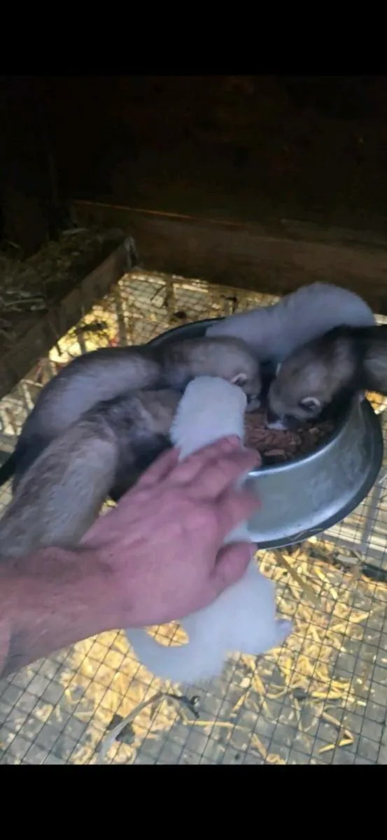 Ferrets - Image 1