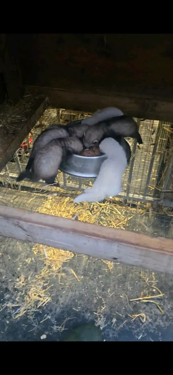 Ferrets - Image 2