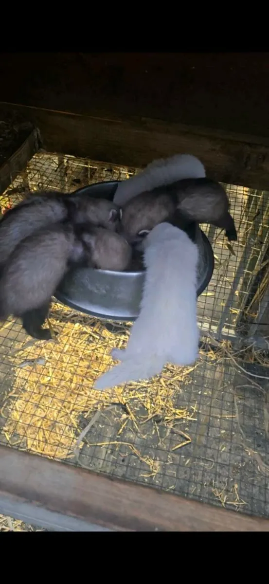 Ferrets - Image 3