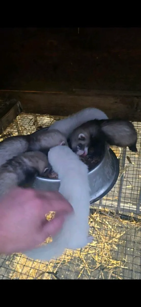 Ferrets - Image 4