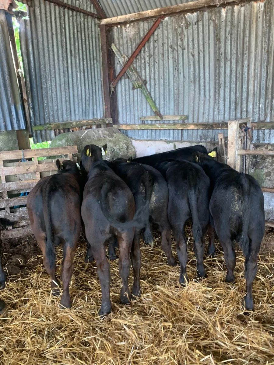 10 Super Quality AAX Weanlings for sale - Image 2