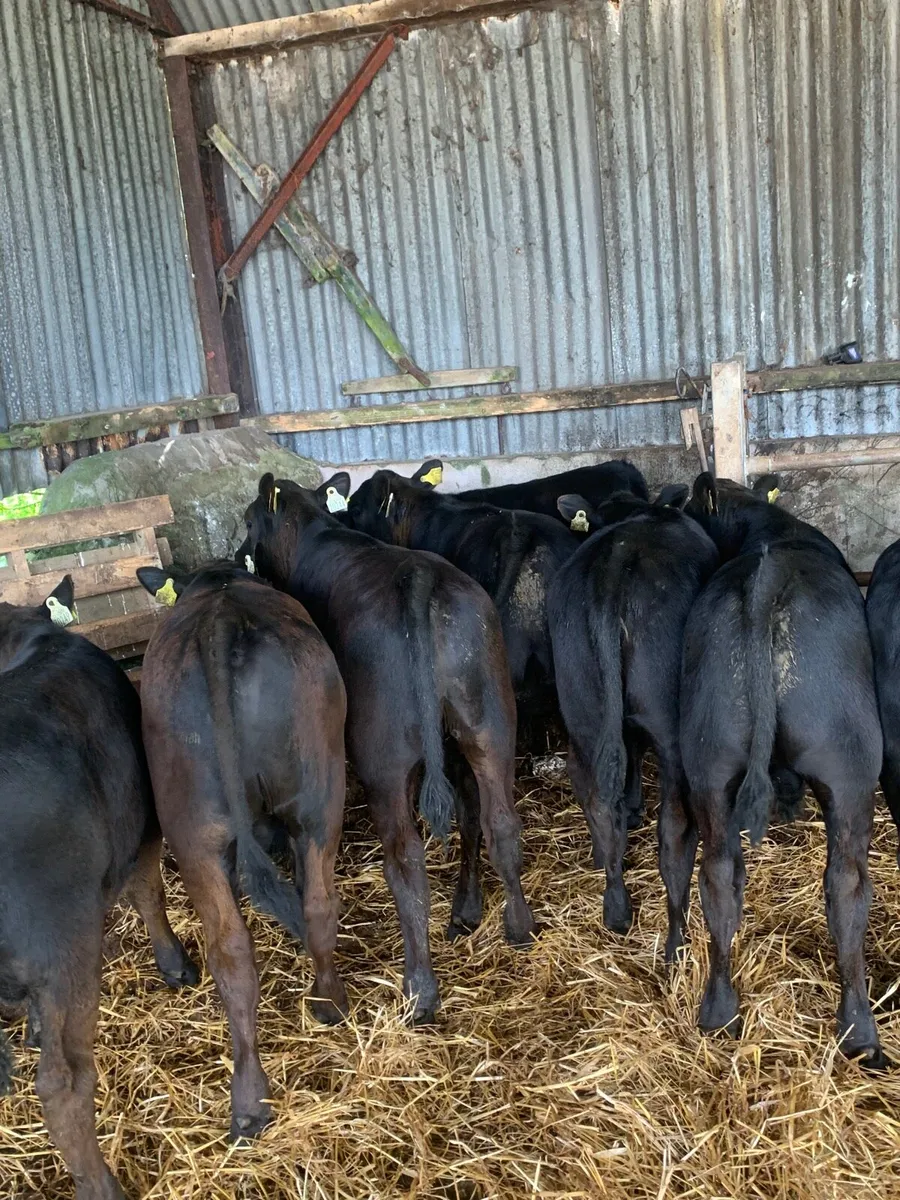 10 Super Quality AAX Weanlings for sale - Image 3