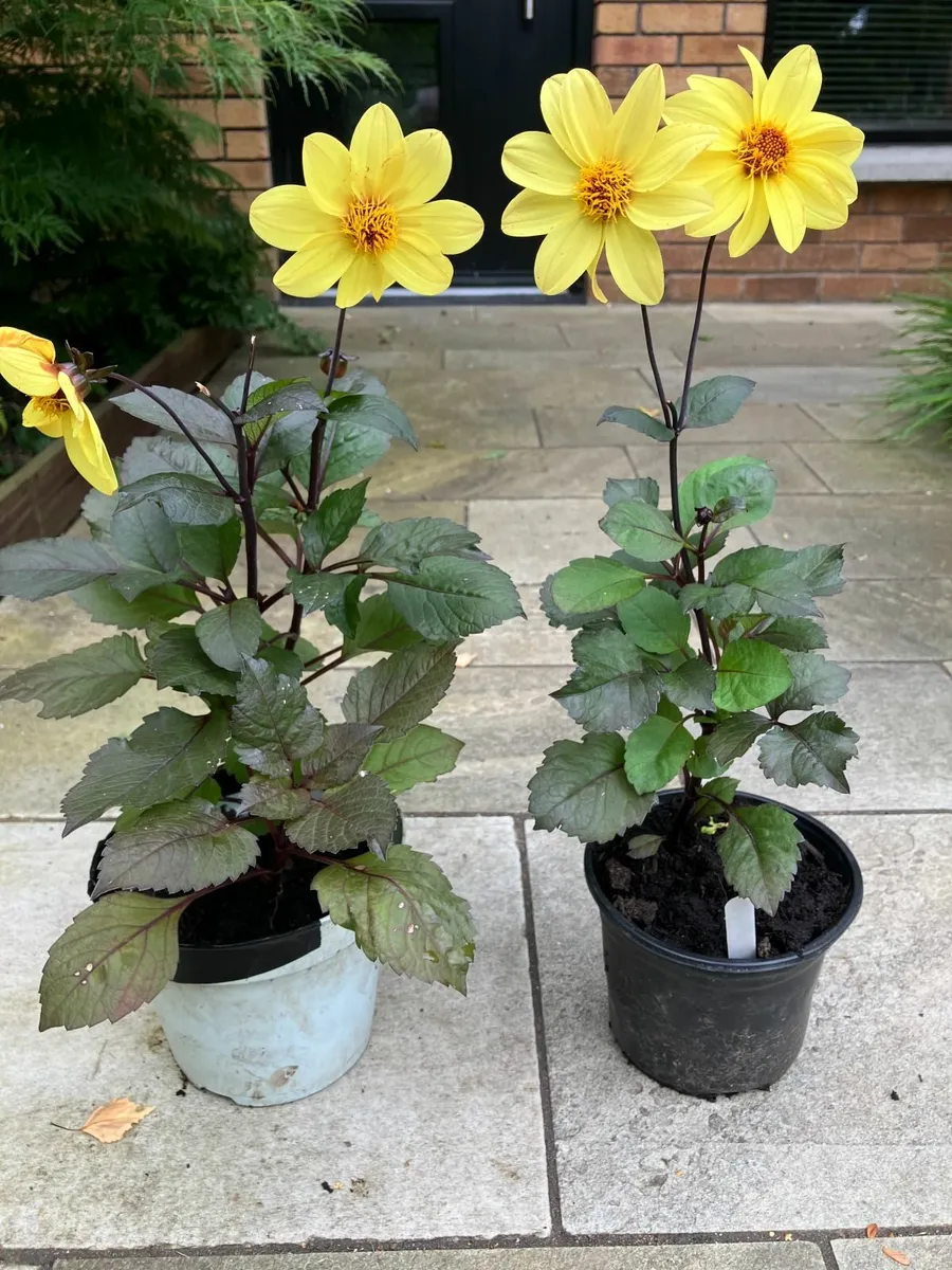 Dahlia Plants - Image 2
