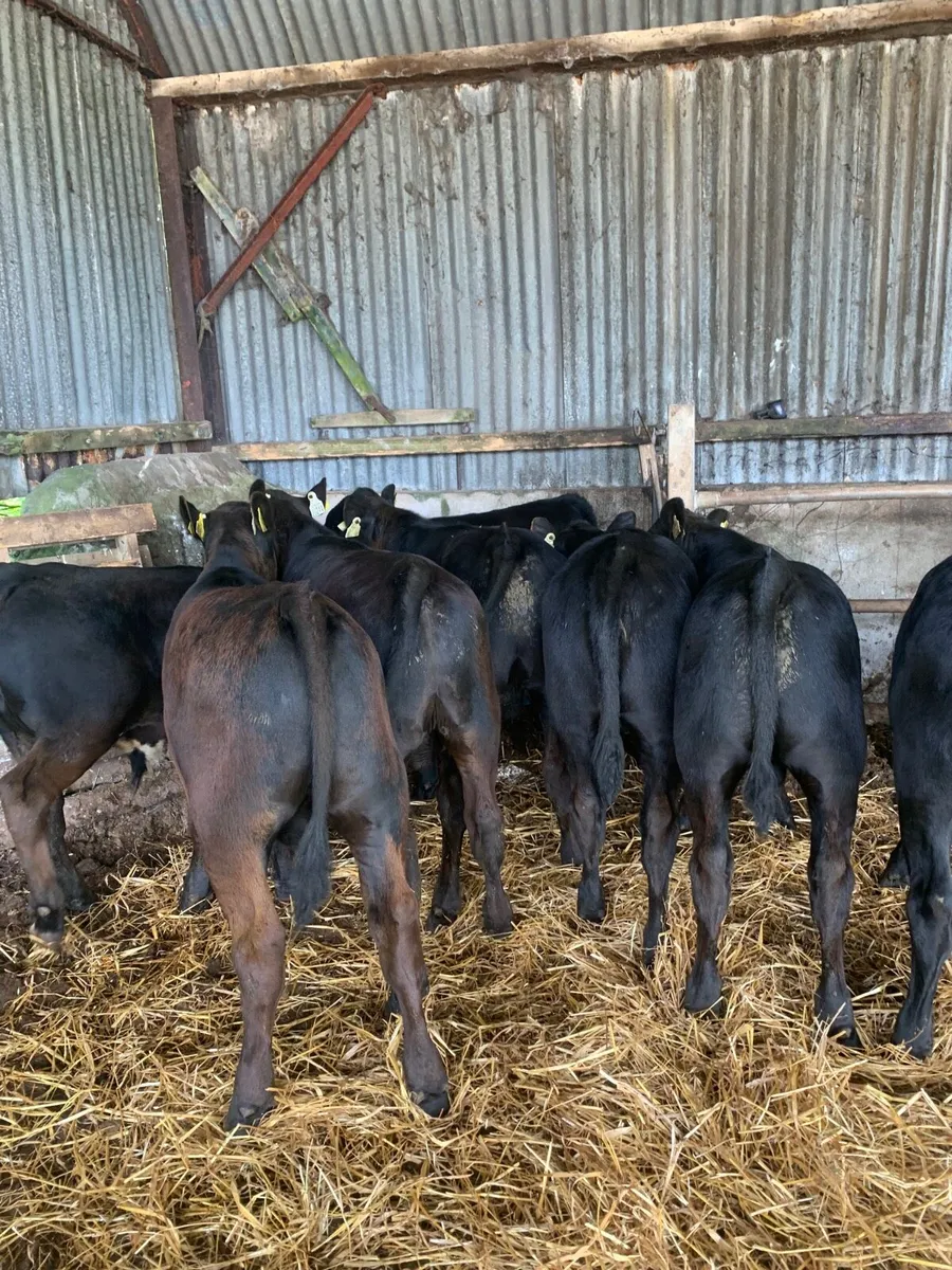 10 Super Quality AAX Weanlings for sale - Image 1