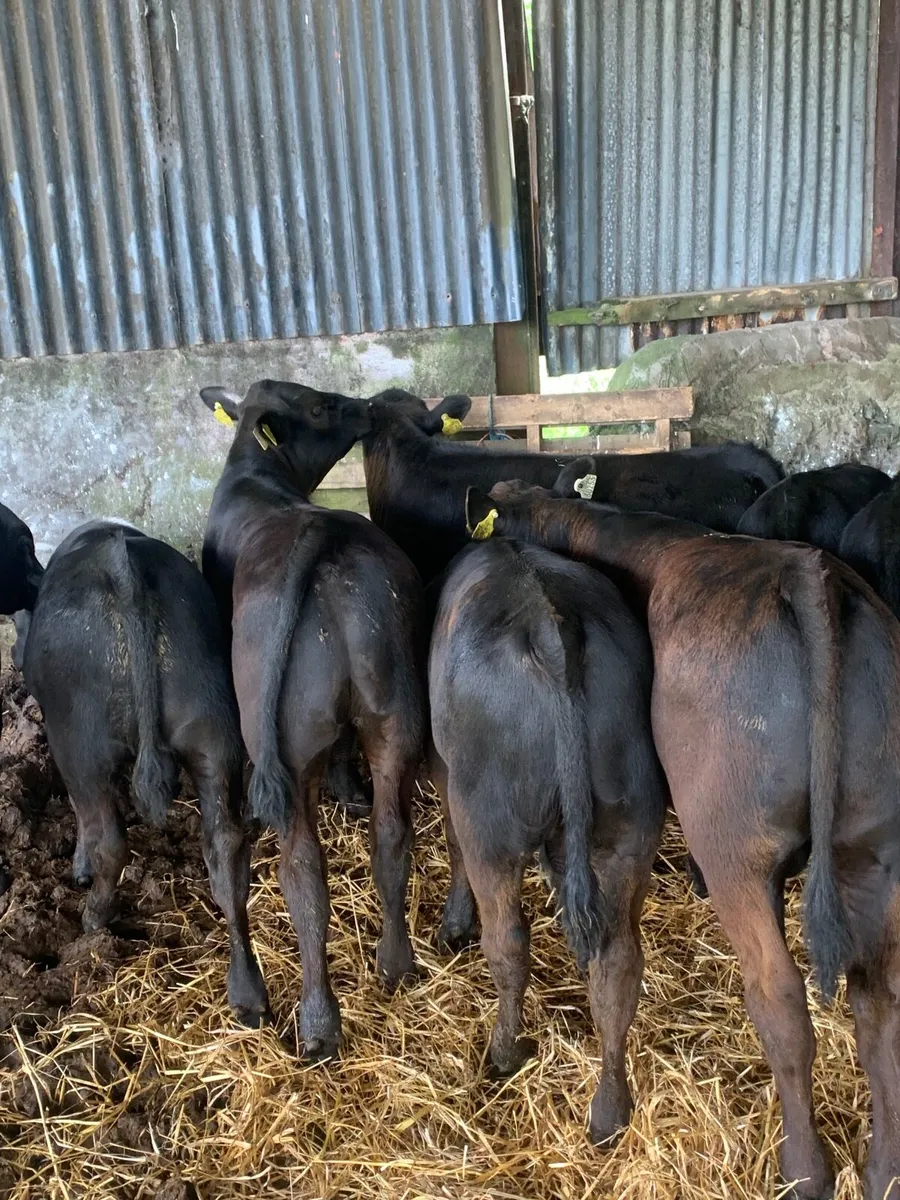 10 Super Quality AAX Weanlings for sale - Image 4