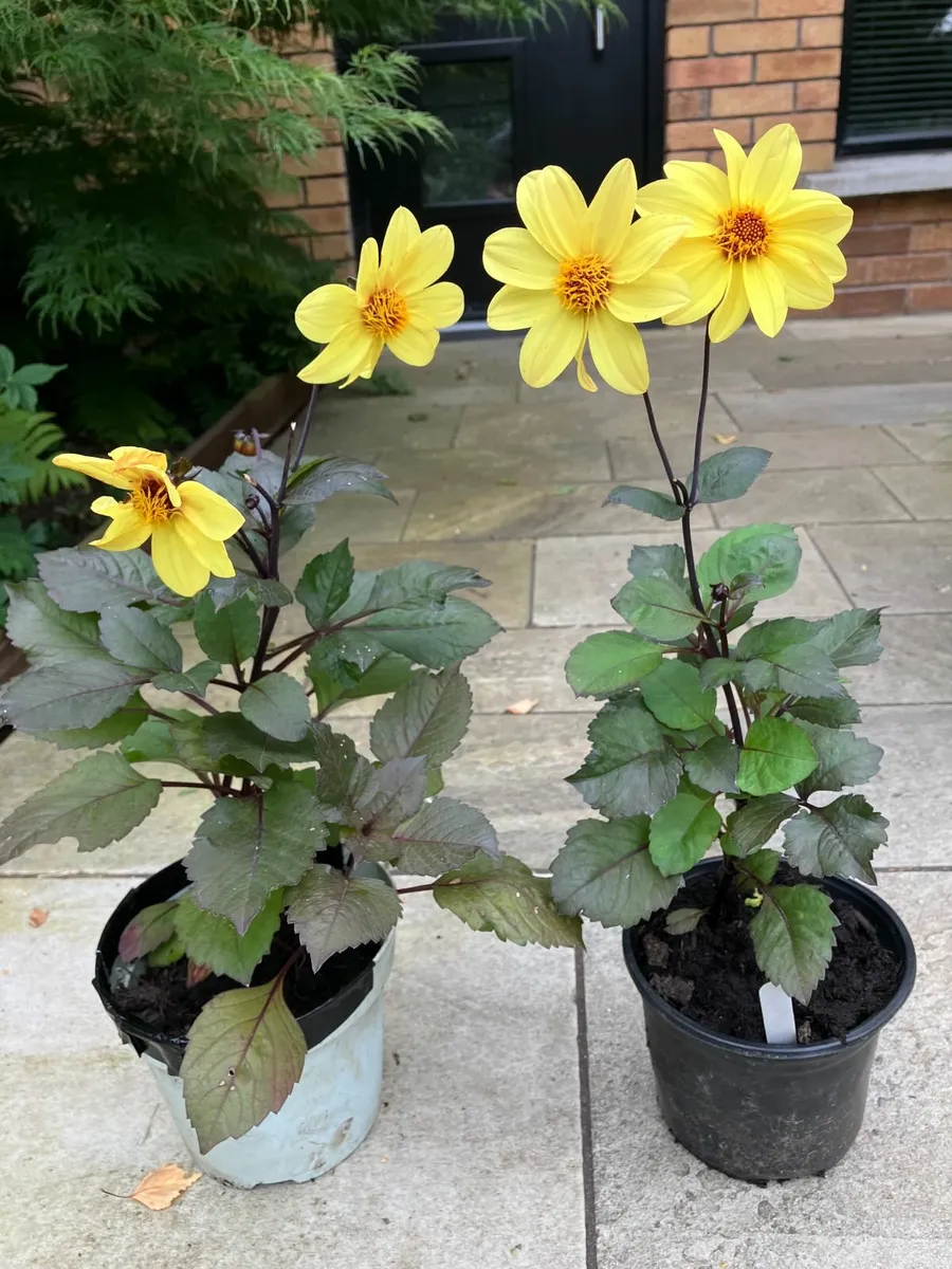 Dahlia Plants - Image 3