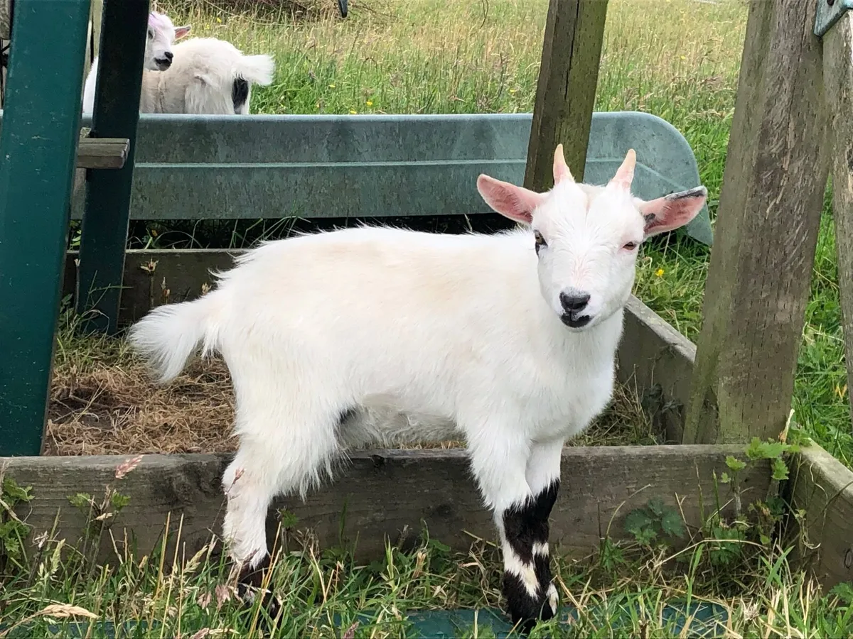 Pygmy Goat Kids - Image 1