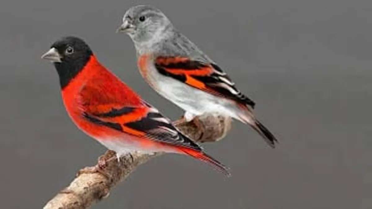 Red Siskin - Image 1
