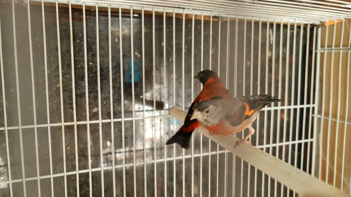 Red Siskin - Image 2