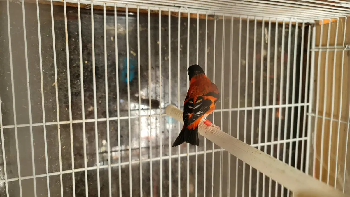 Red Siskin - Image 3