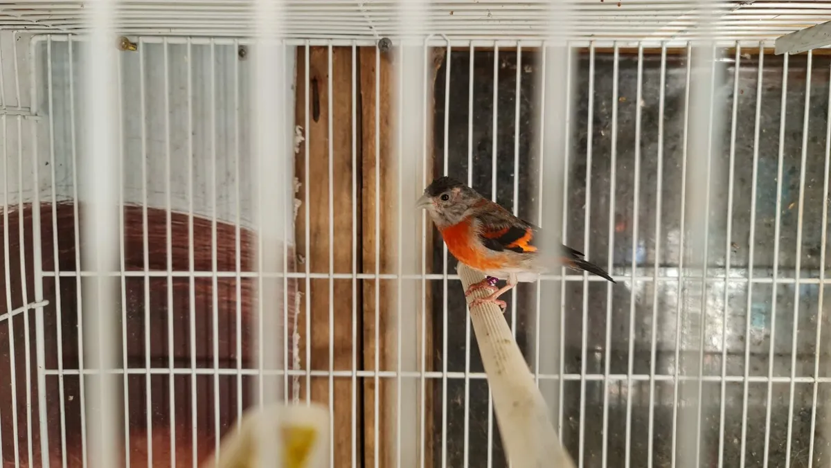 Red Siskin - Image 4