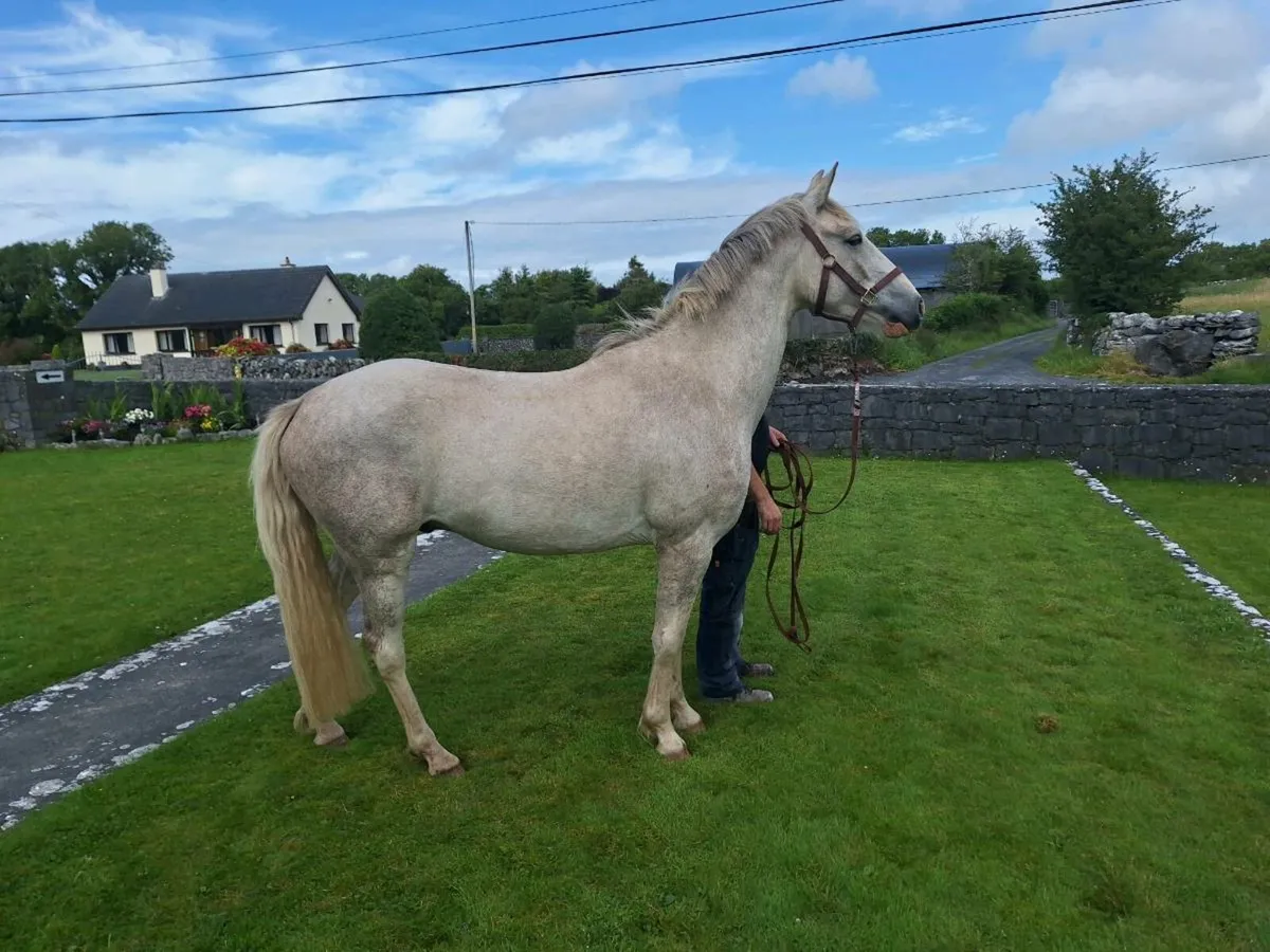 3 yo Ringfort Cruise gelding - Image 1