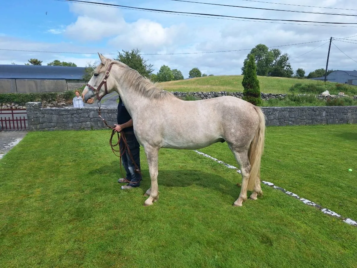 3 yo Ringfort Cruise gelding - Image 2