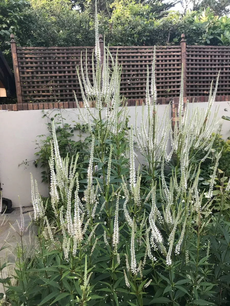 Veronicastrum Perennial Plants - Image 1