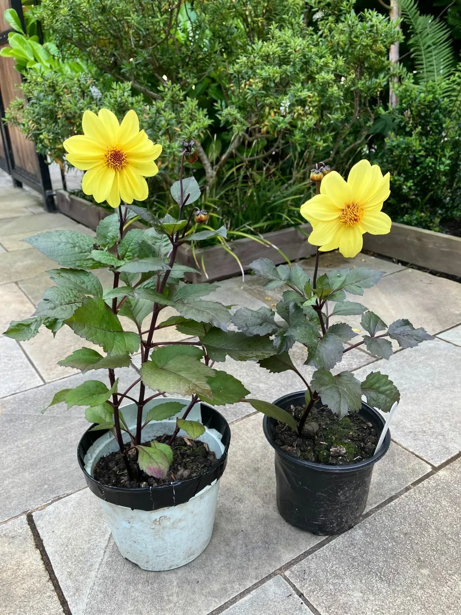 Dahlia Plants - Image 4