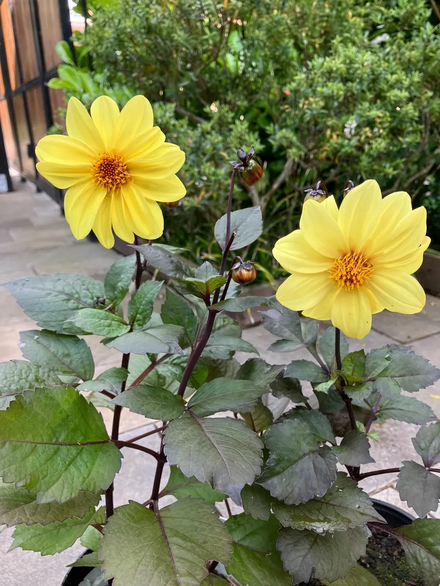 Dahlia Plants - Image 1