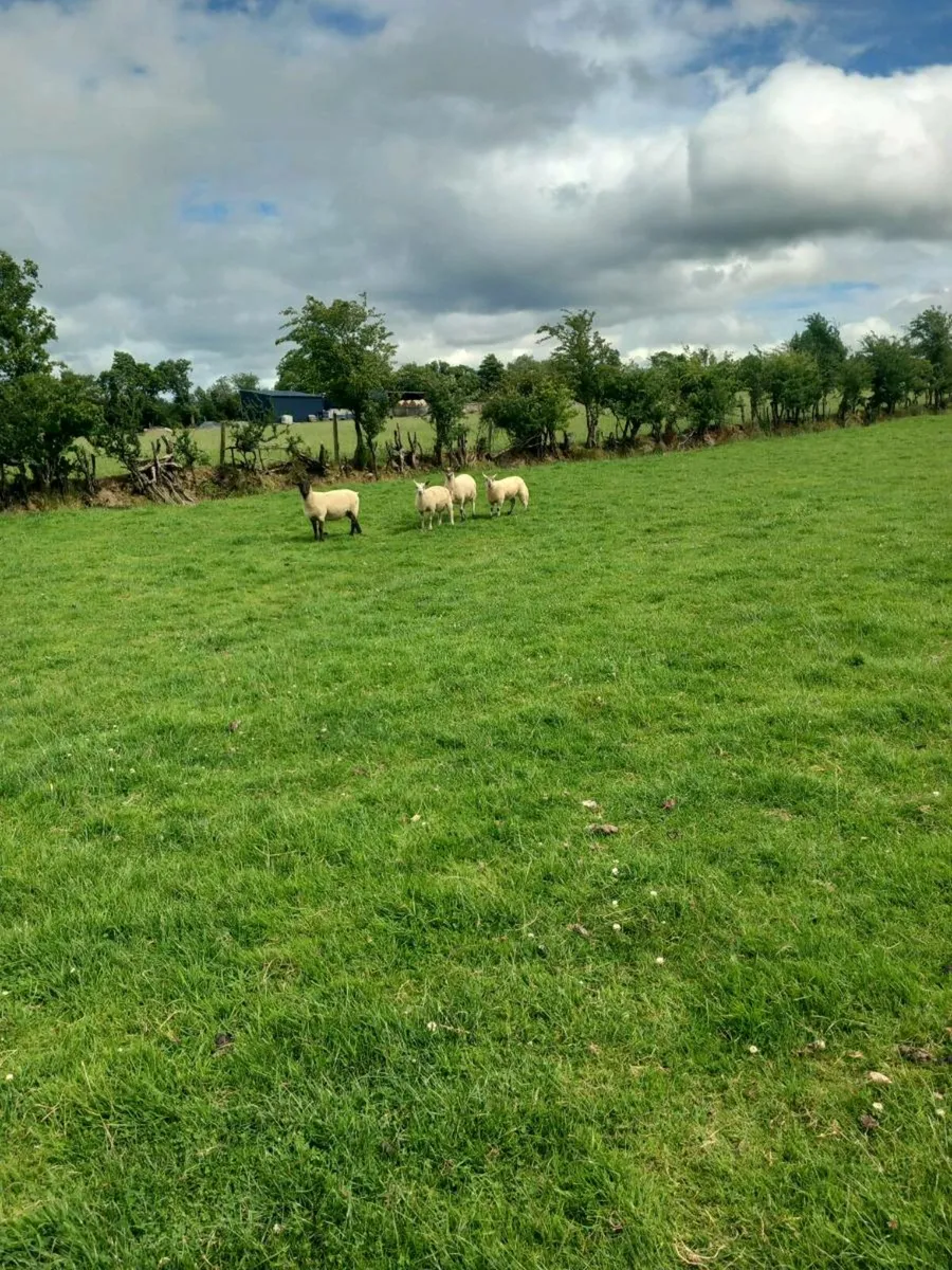 Butcher lambs - Image 1