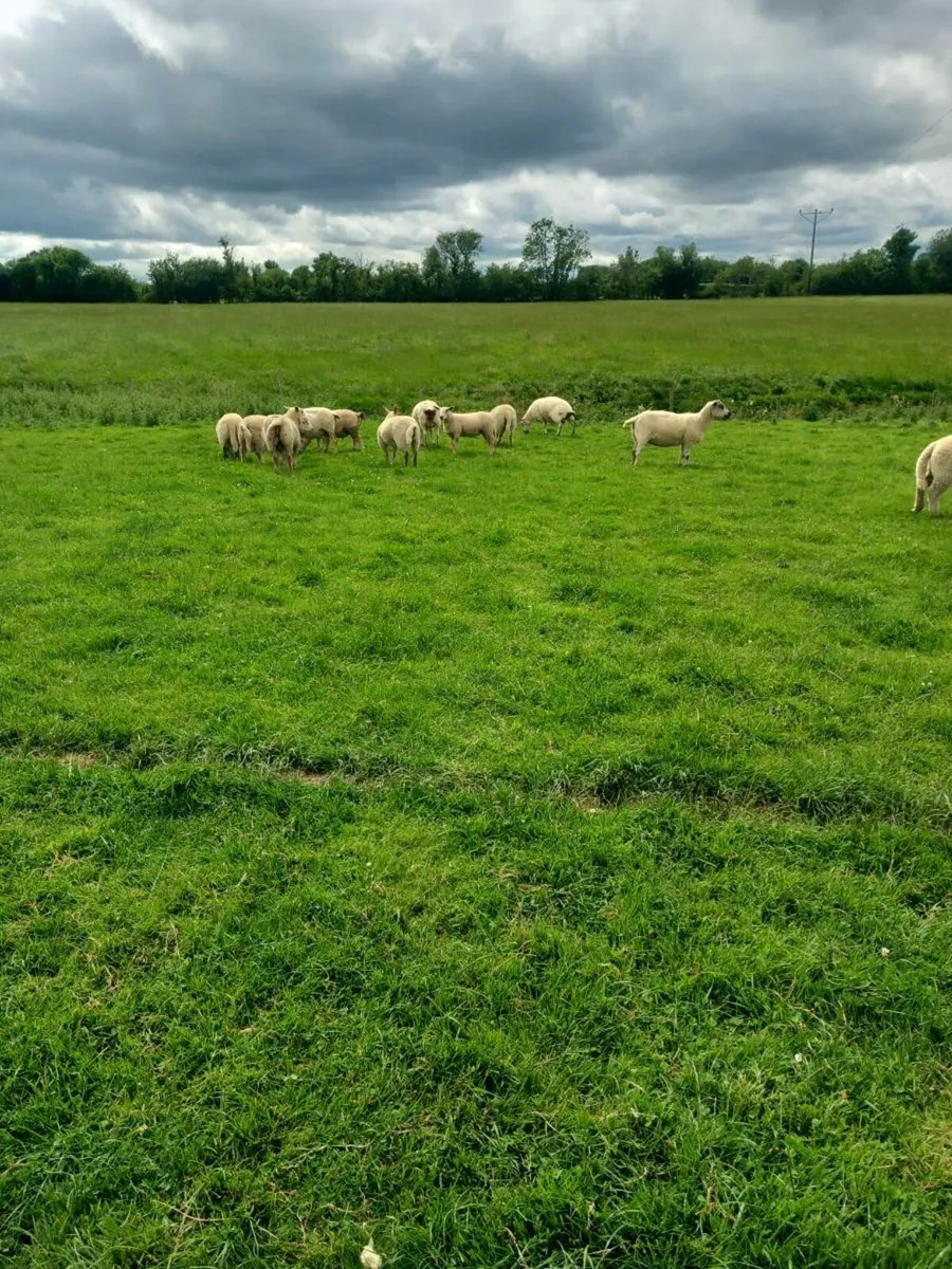 Butcher lambs - Image 2