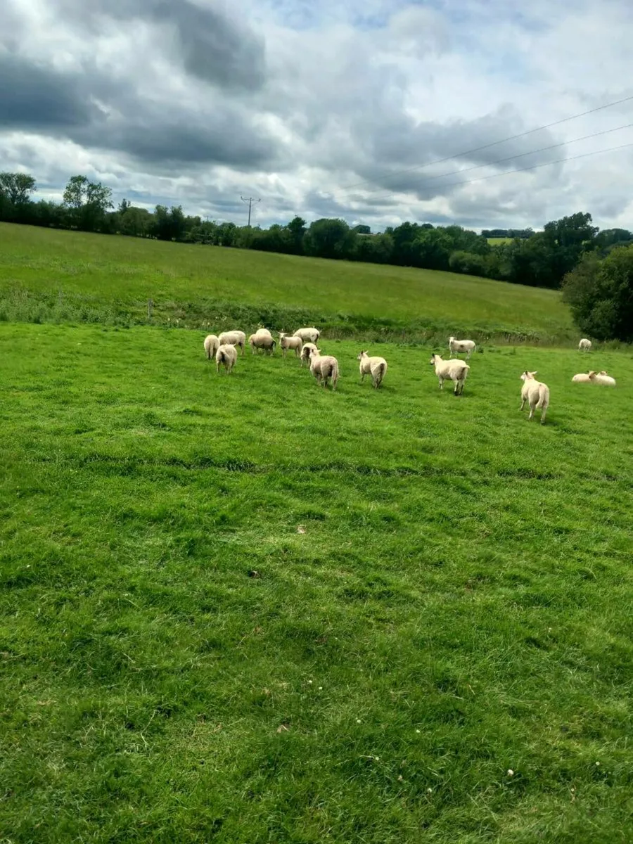 Butcher lambs - Image 3