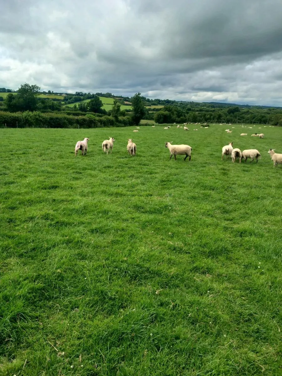 Butcher lambs - Image 4