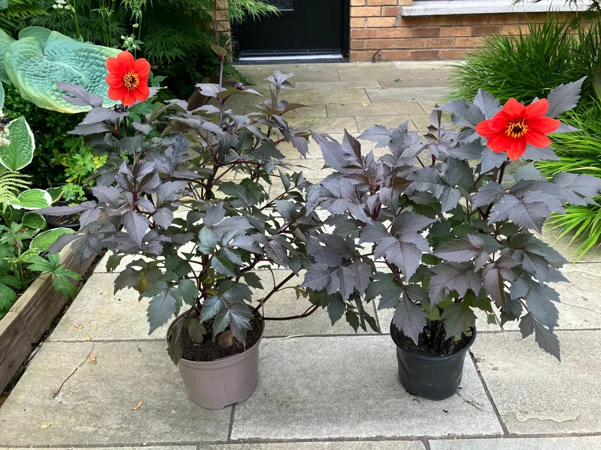 Dahlia Plants - Image 2