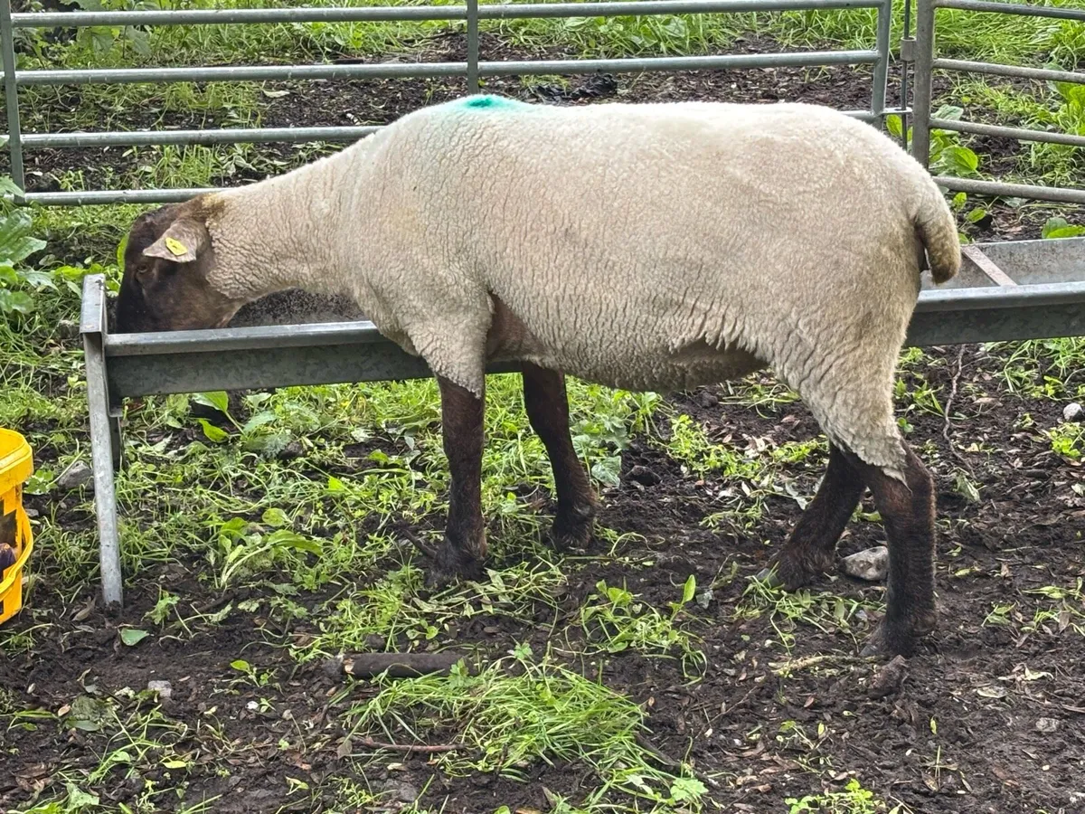 Suffolk Hogget Ewes - Image 2