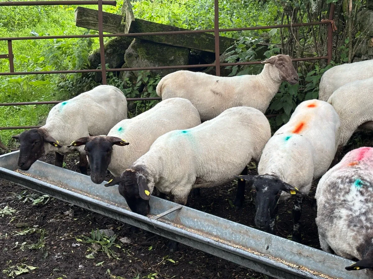 Suffolk Hogget Ewes - Image 3
