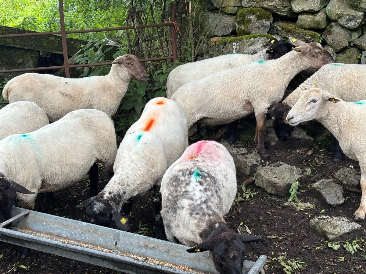 Suffolk Hogget Ewes - Image 4