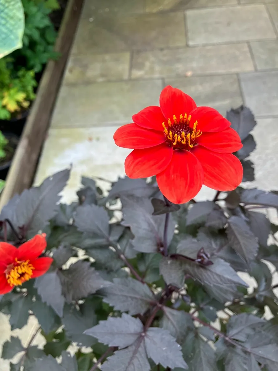 Dahlia Plants - Image 1