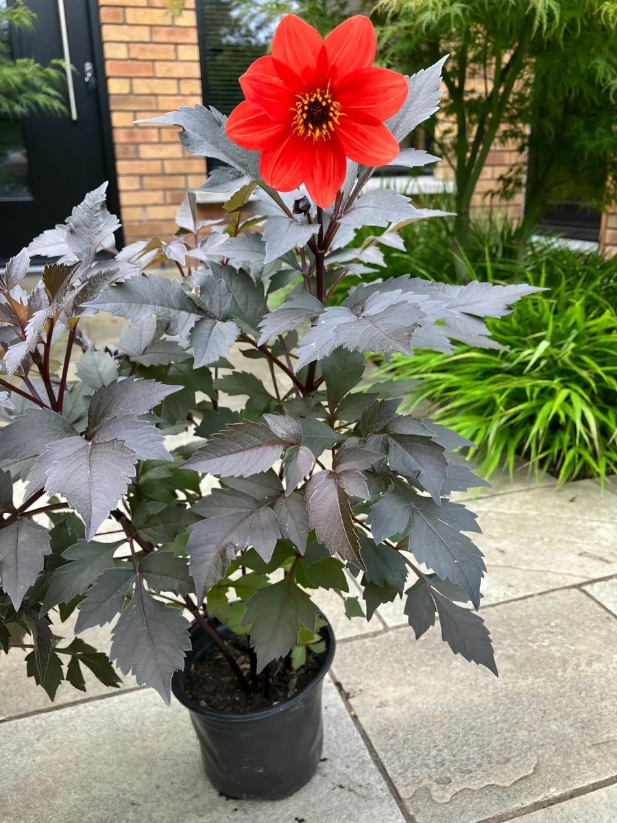 Dahlia Plants - Image 3