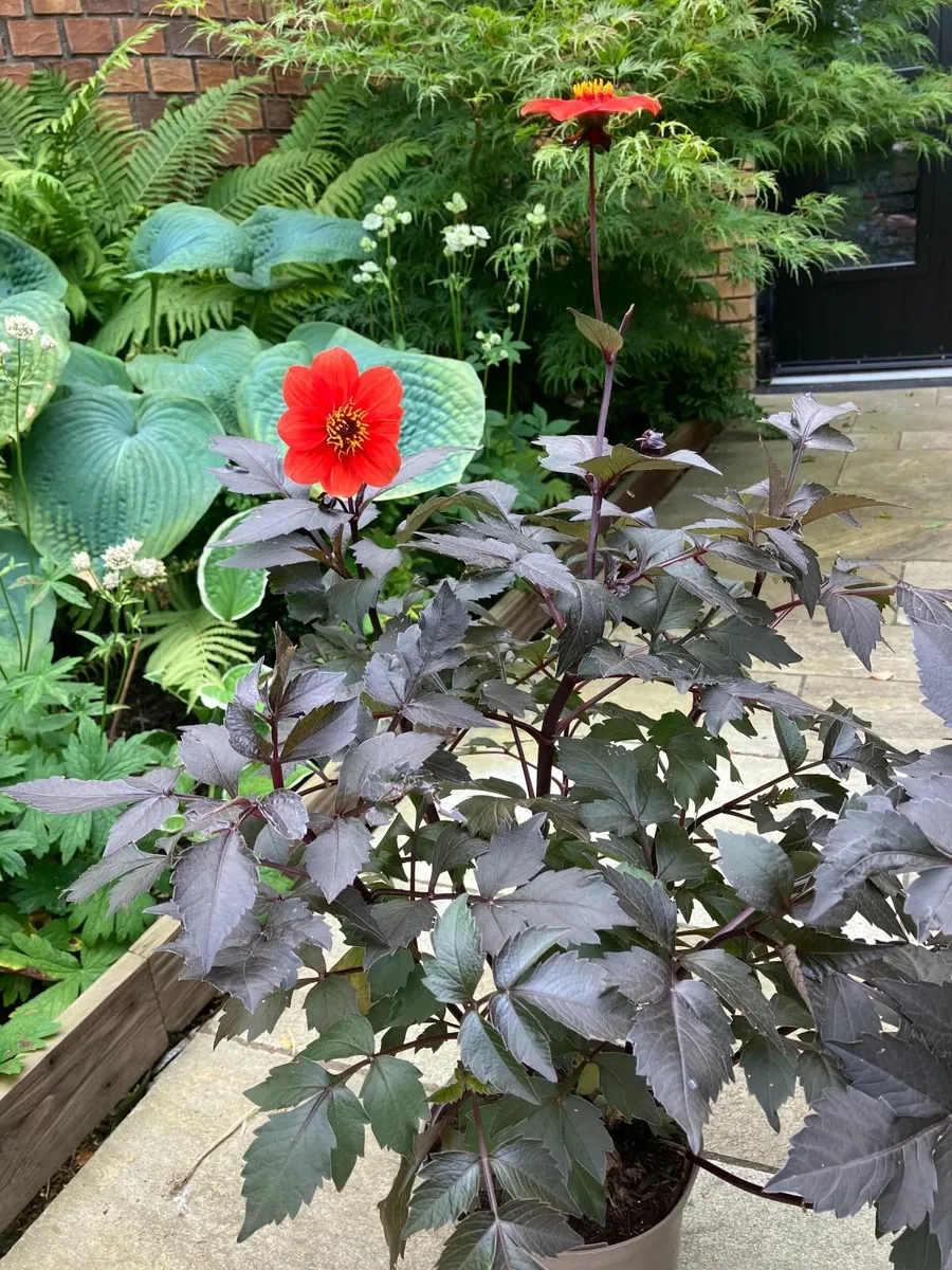 Dahlia Plants - Image 4