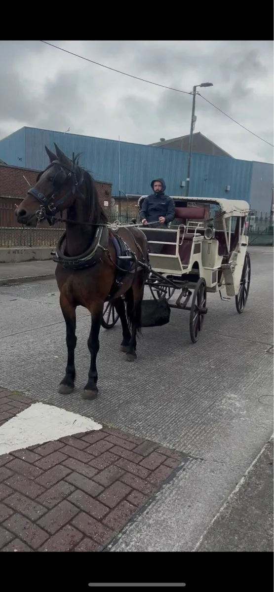 Half friesian mare - Image 1