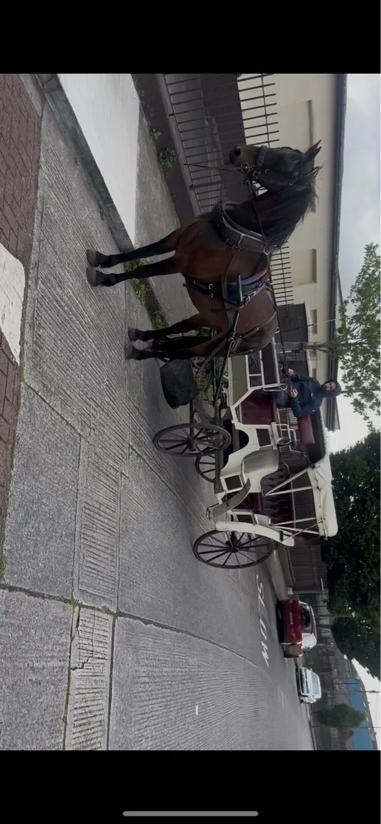 Half friesian mare - Image 2