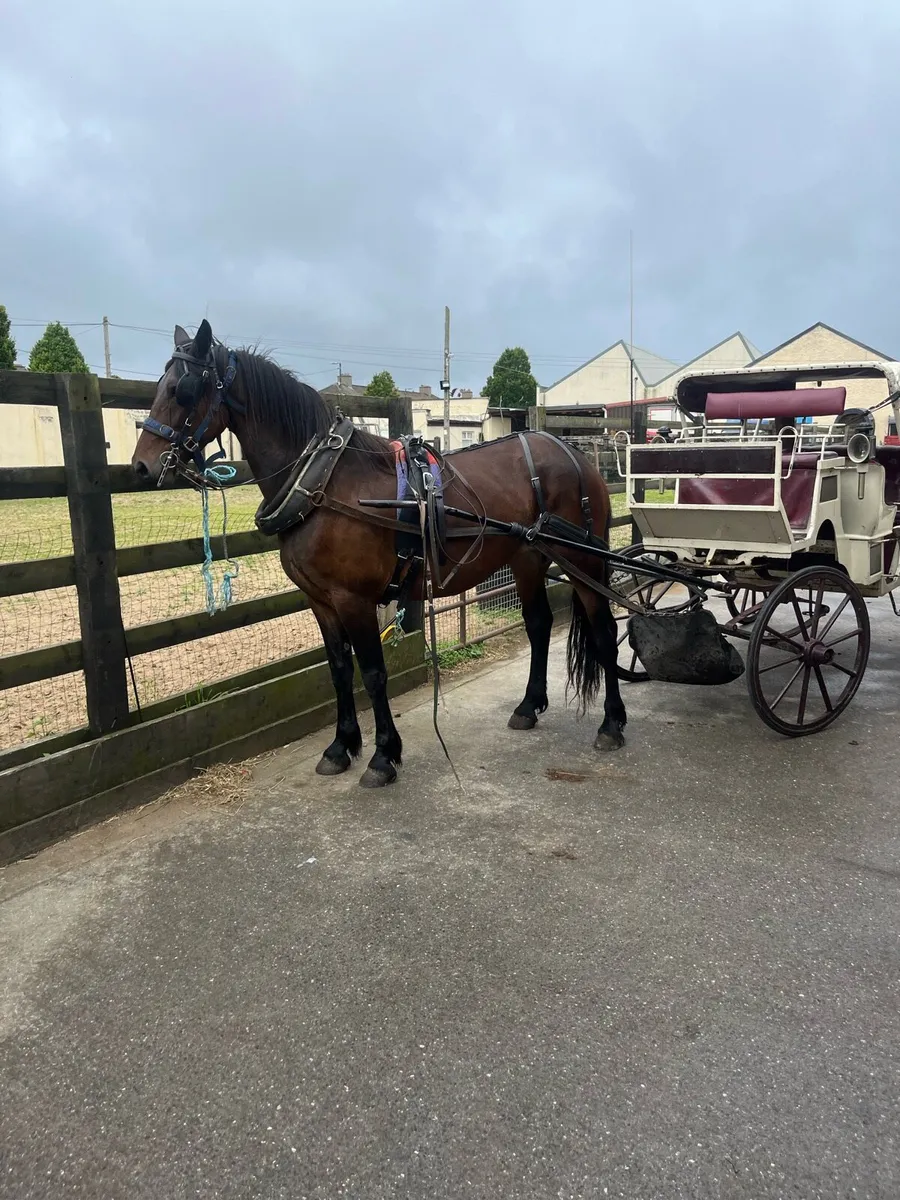 Half friesian mare - Image 3