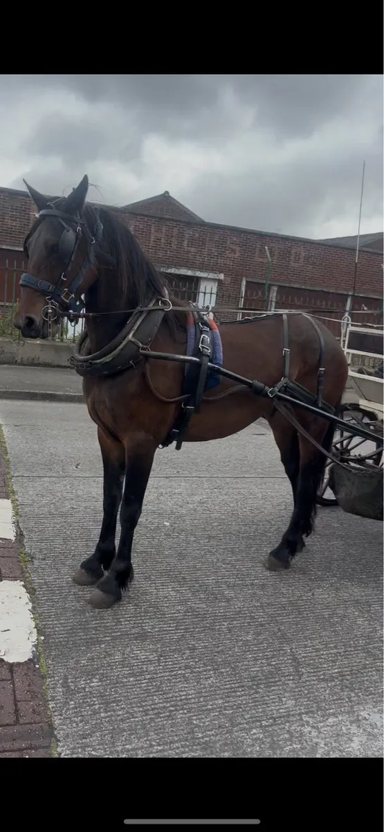 Half friesian mare - Image 4