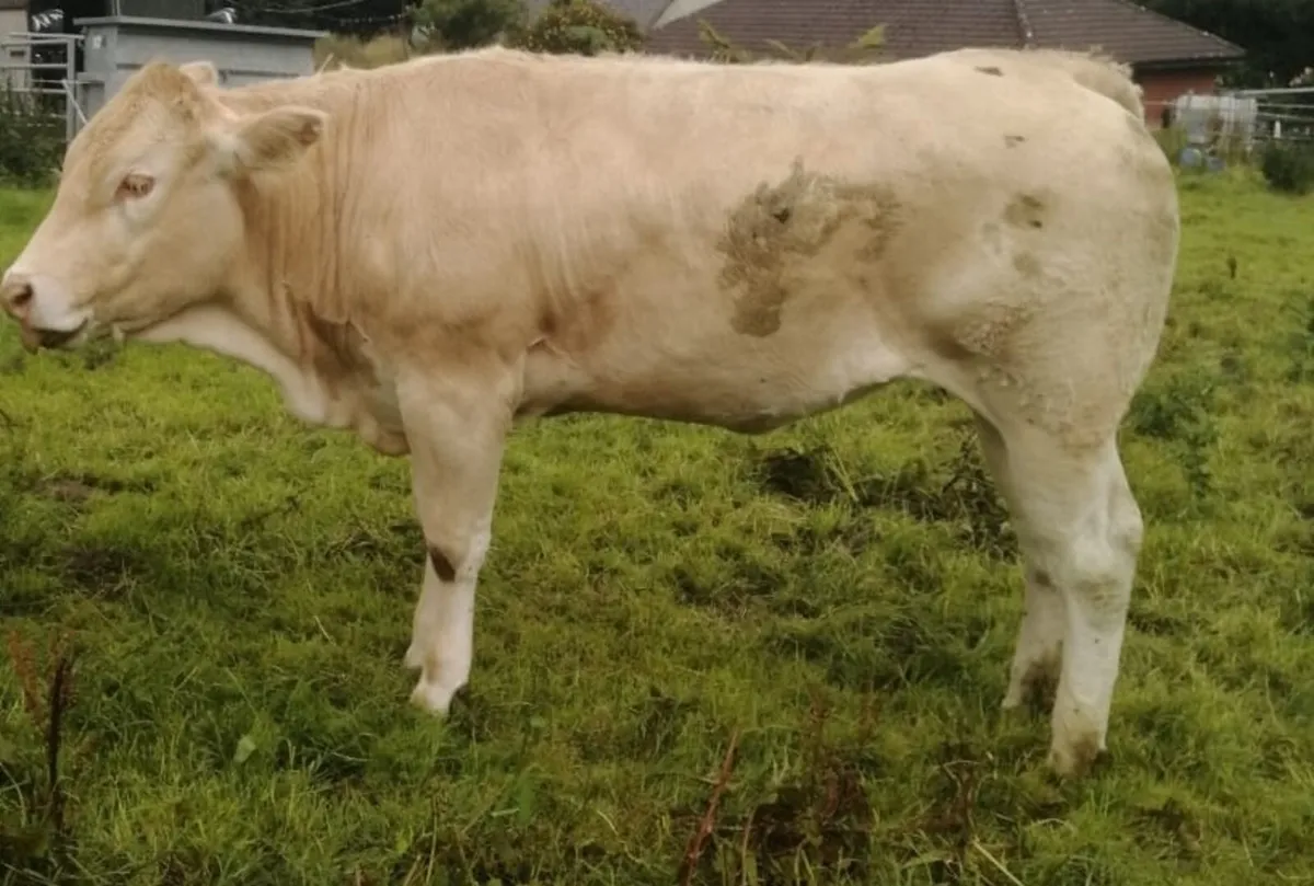 P.B.R Blonde Heifers - Image 1