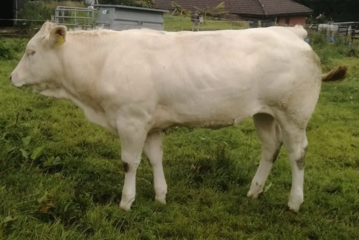 P.B.R Blonde Heifers - Image 2