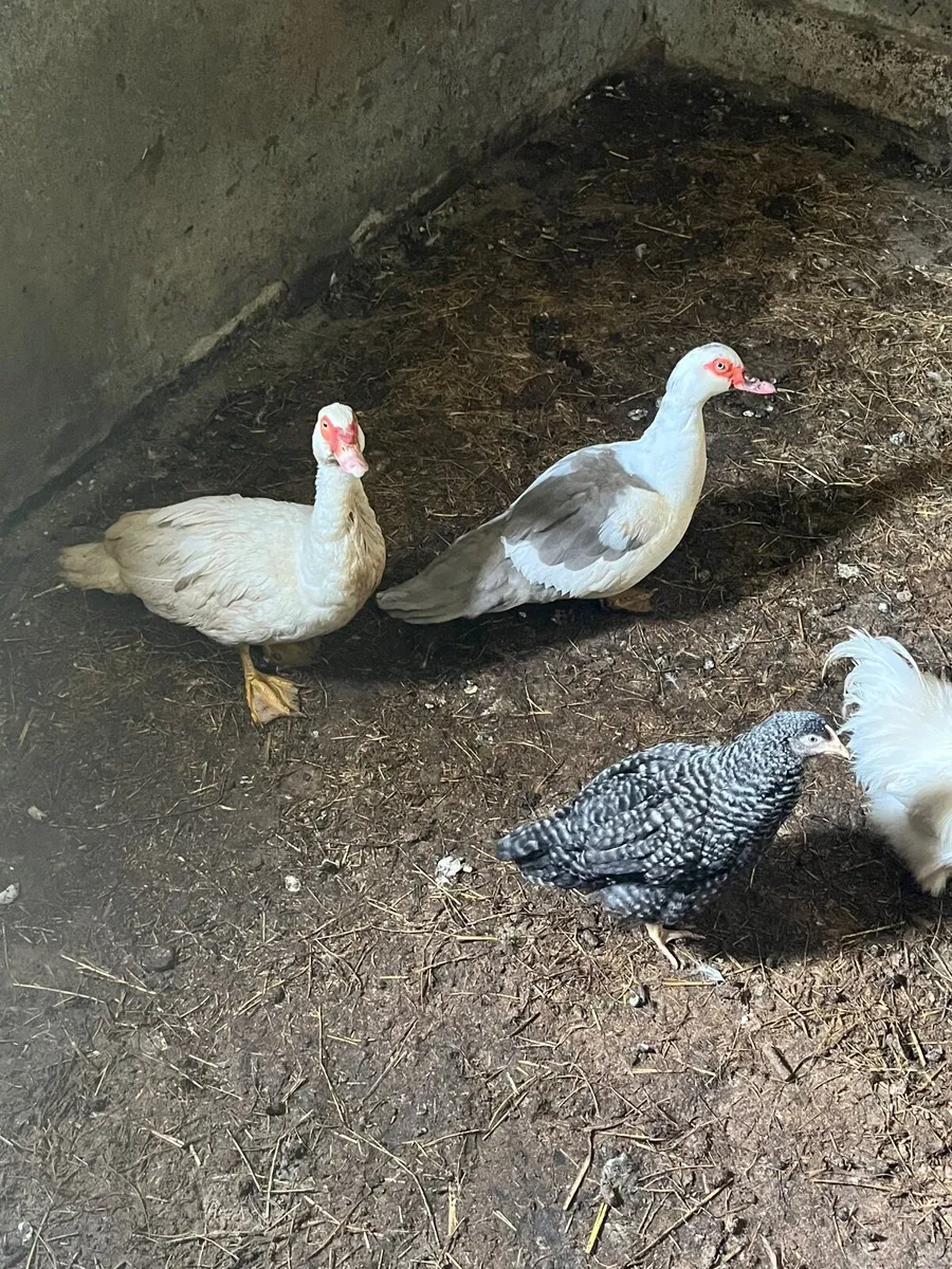 Pair of Muscovy ducks - Image 1