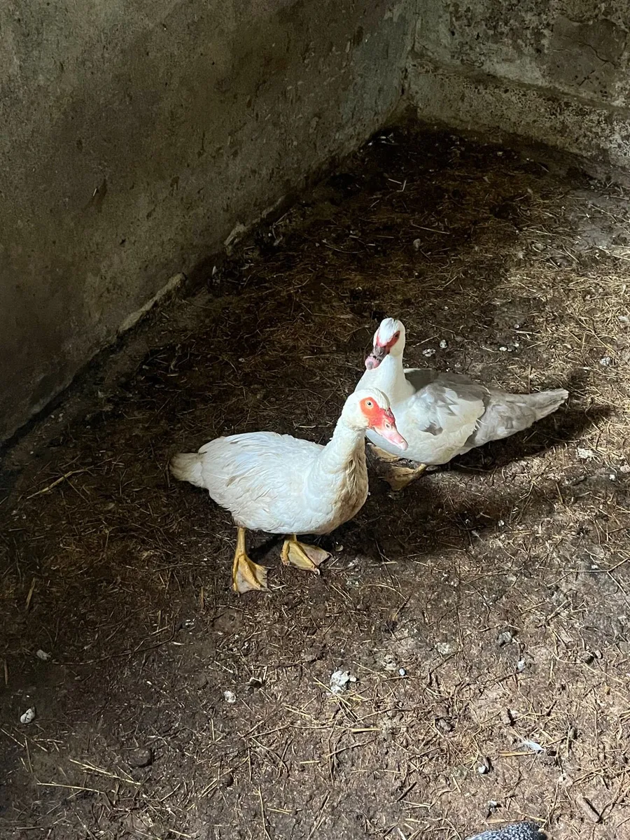 Pair of Muscovy ducks - Image 2
