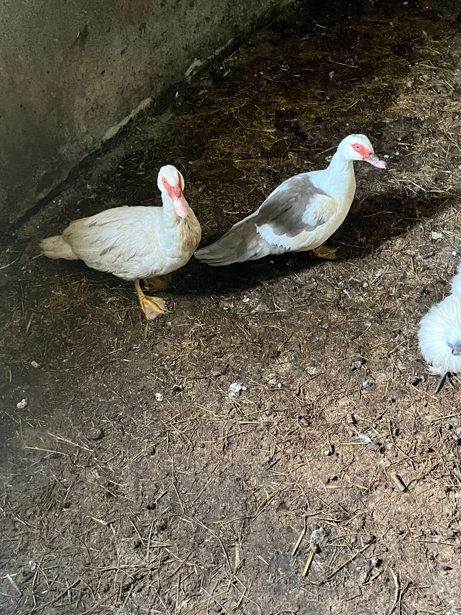 Pair of Muscovy ducks - Image 3