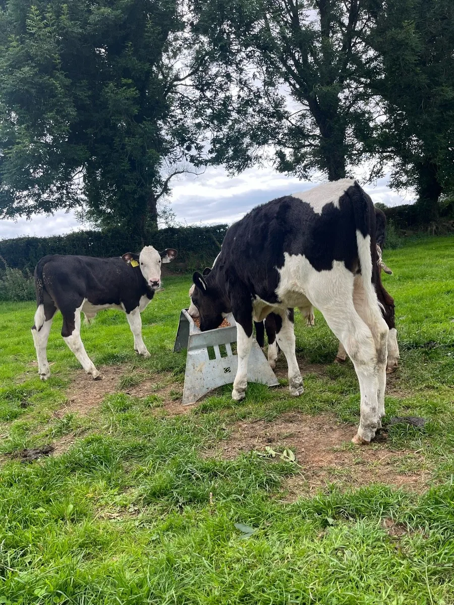 5 bull runners - Image 1