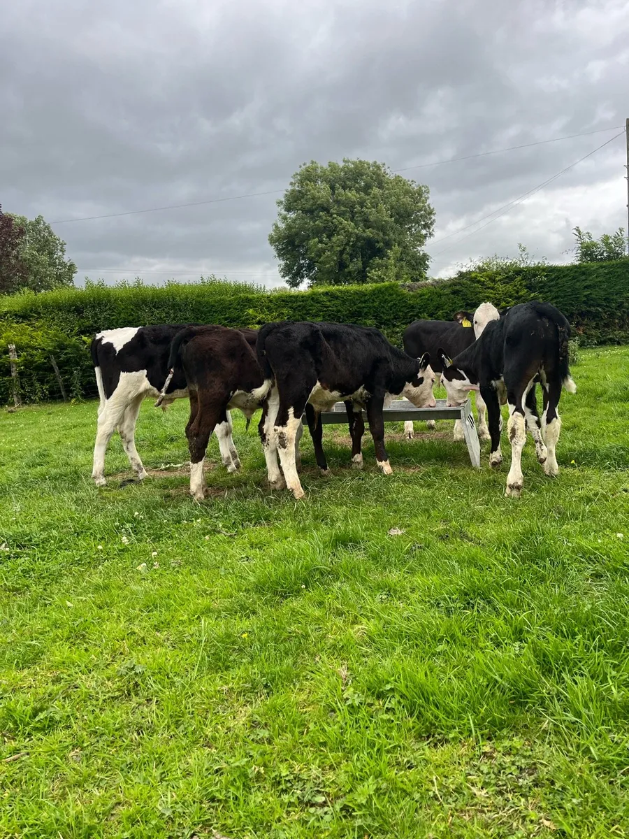 5 bull runners - Image 2
