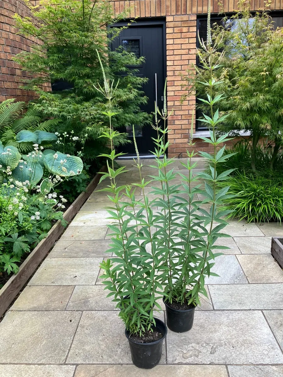 Veronicastrum Perennial Plants - Image 2