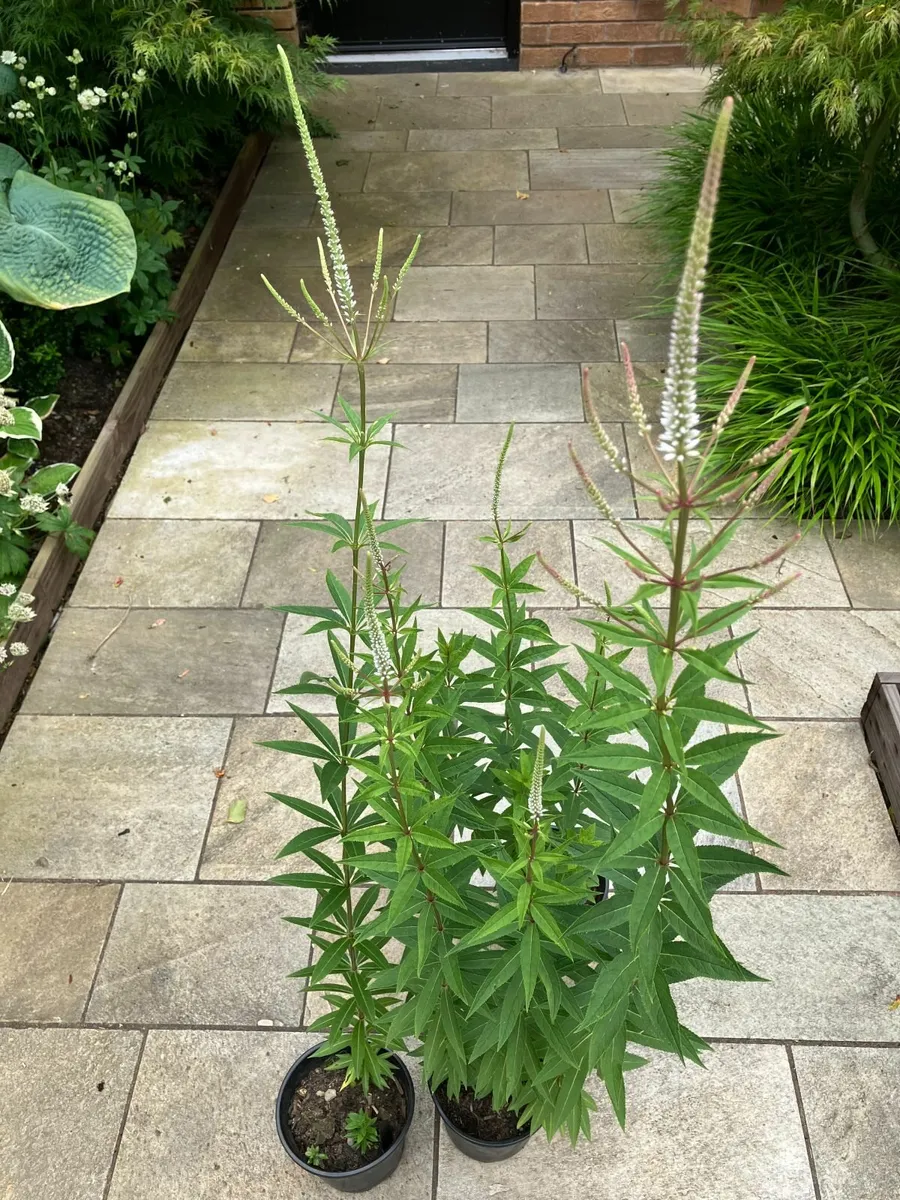 Veronicastrum Perennial Plants - Image 3