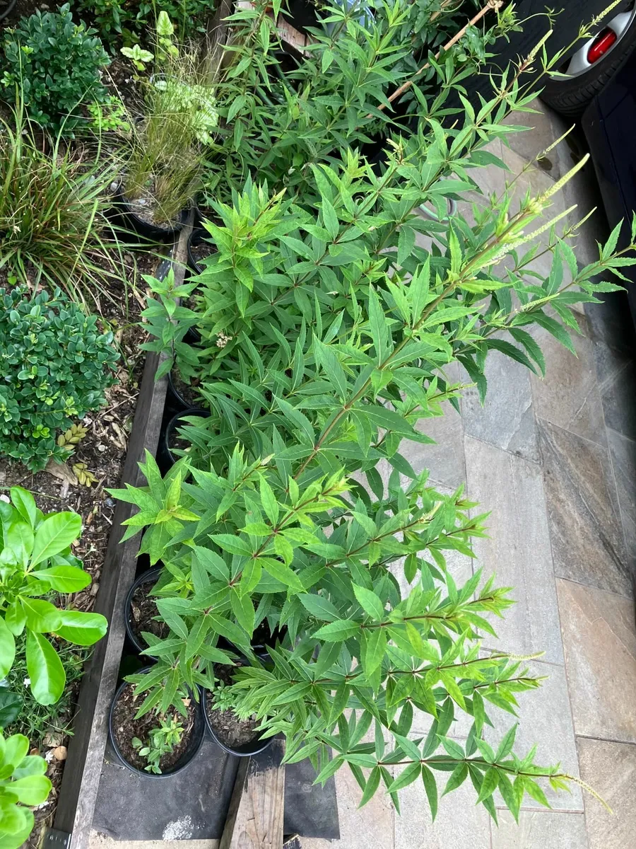 Veronicastrum Perennial Plants - Image 4