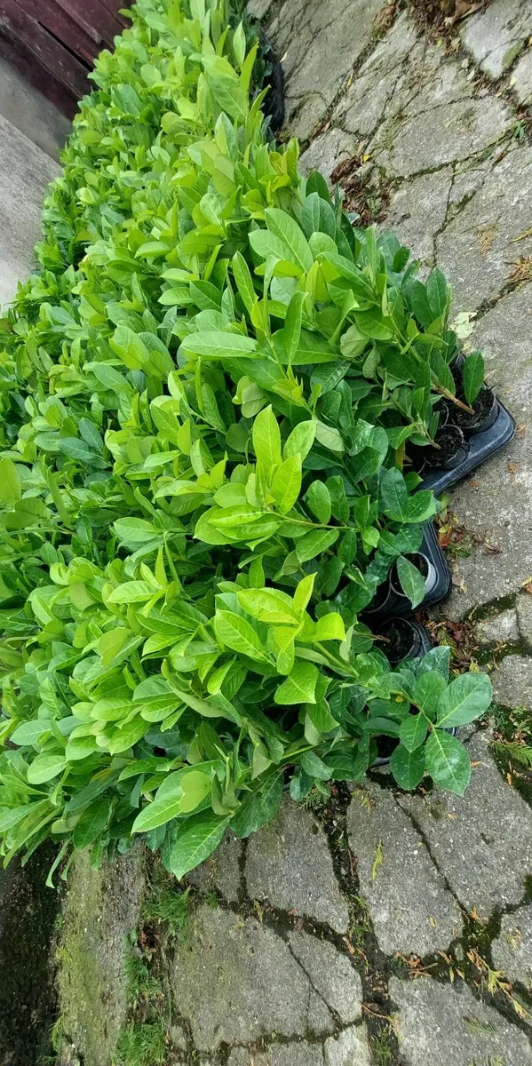 Laurel Hedging - Image 2